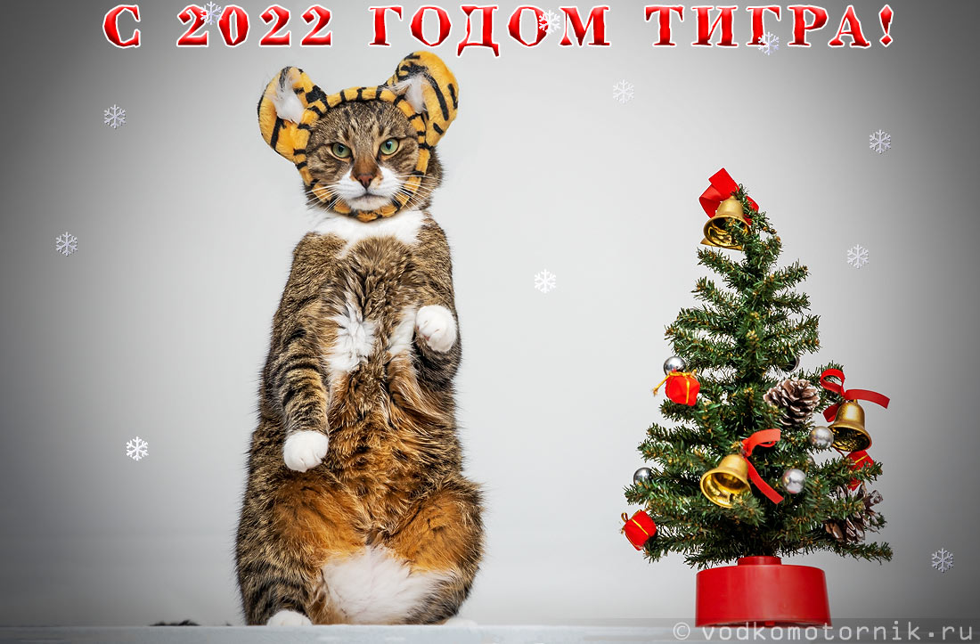 2022 год тигра Шмеля