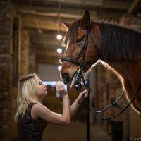 общение Фотосессия с лошадьми Калининград