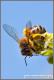 Сбор нектара пчелами