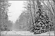 В зимнем лесу. 2008г.