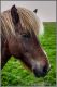 Исландский конь панкует