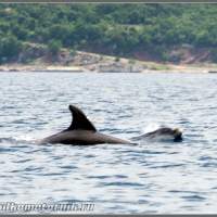 Дельфины. Хорватия, остров Крк  на катере