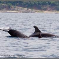 Дельфины 2шт.. Хорватия, остров Крк  на катере