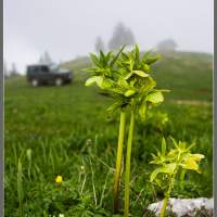 Какие-то чудо растения - эдельвейсы никак. Словения гора Голте Golte.